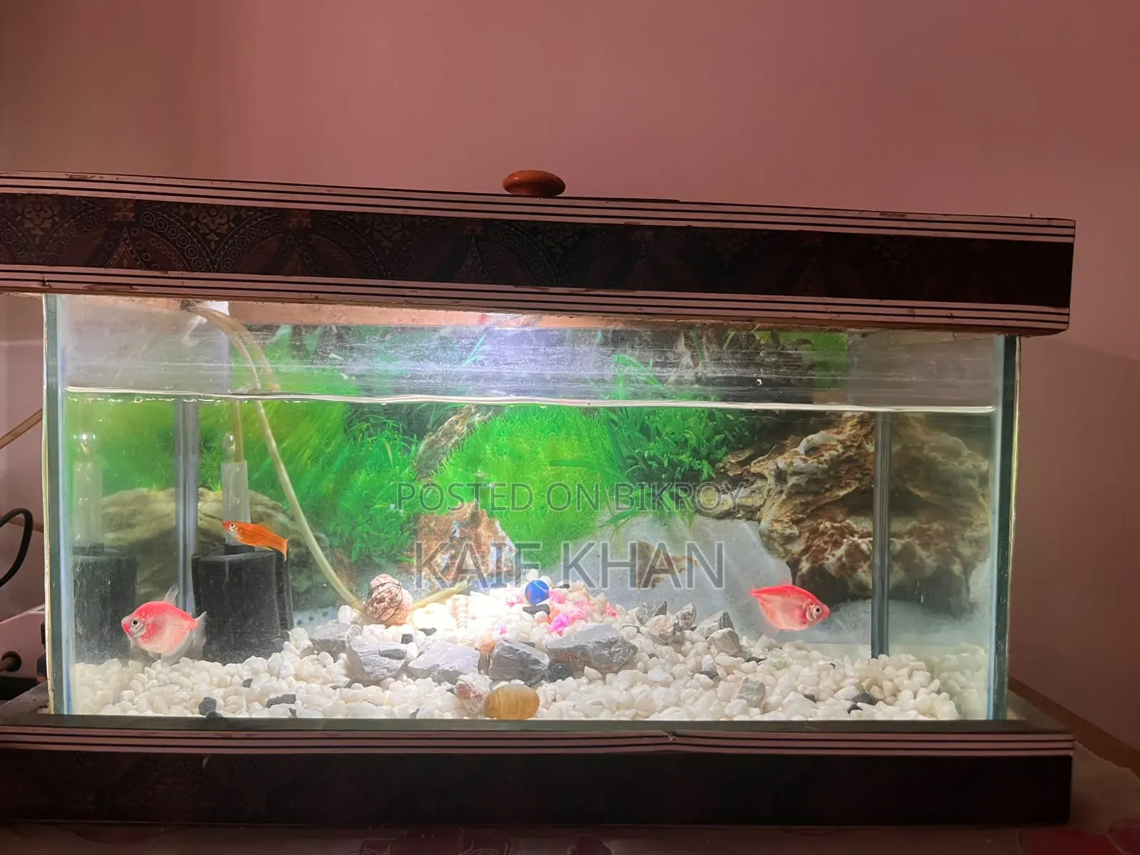 Aquarium Full Set