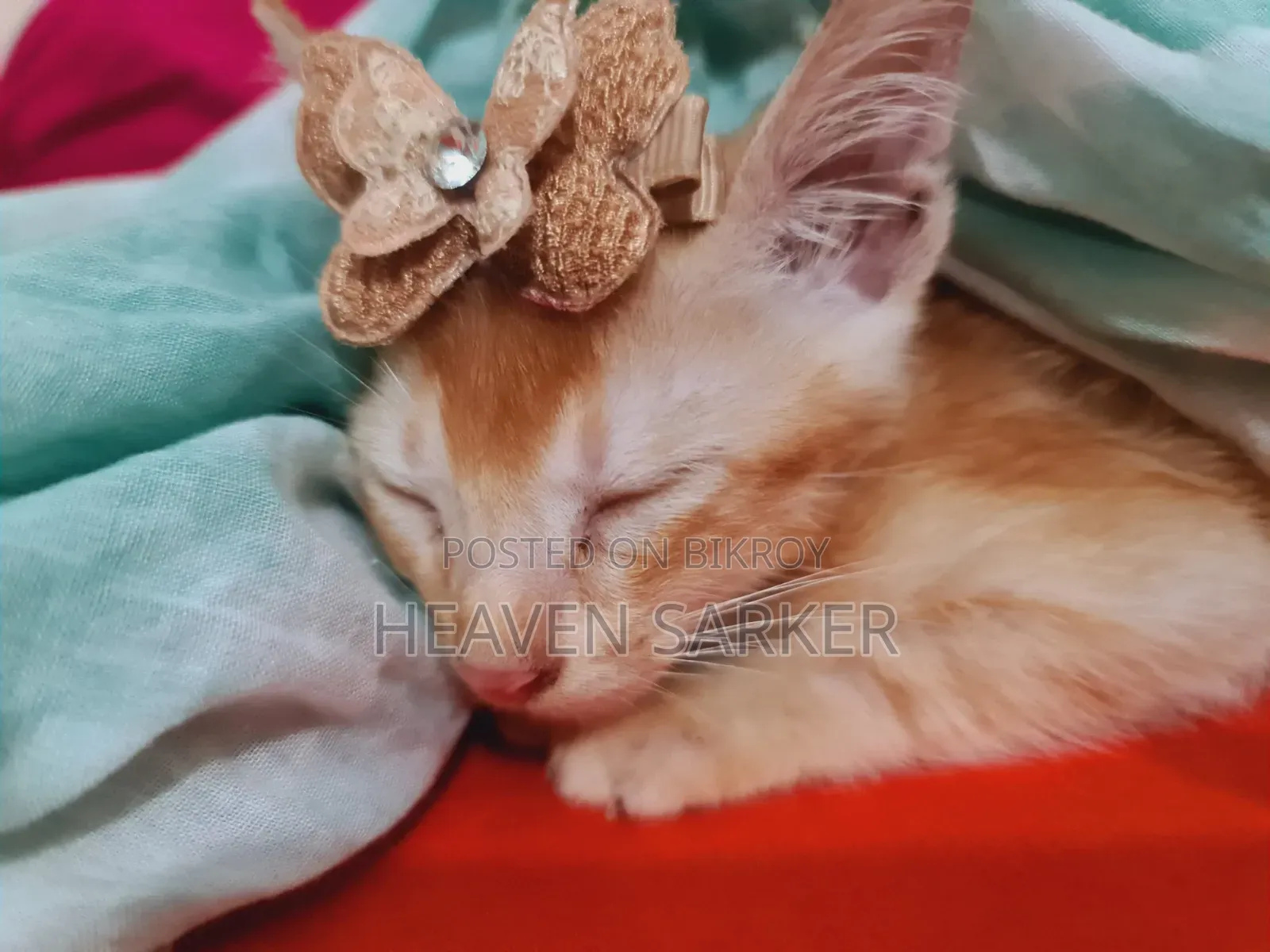1-3 months Male Mixed Breed Exotic