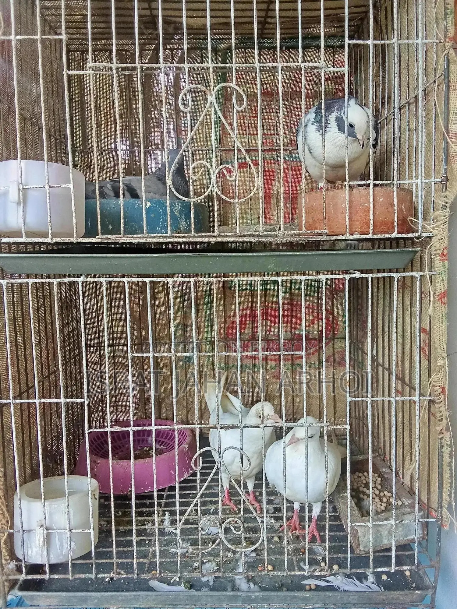 পাখি কবুতর