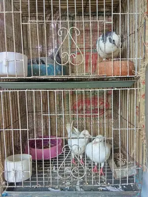 পাখি কবুতর