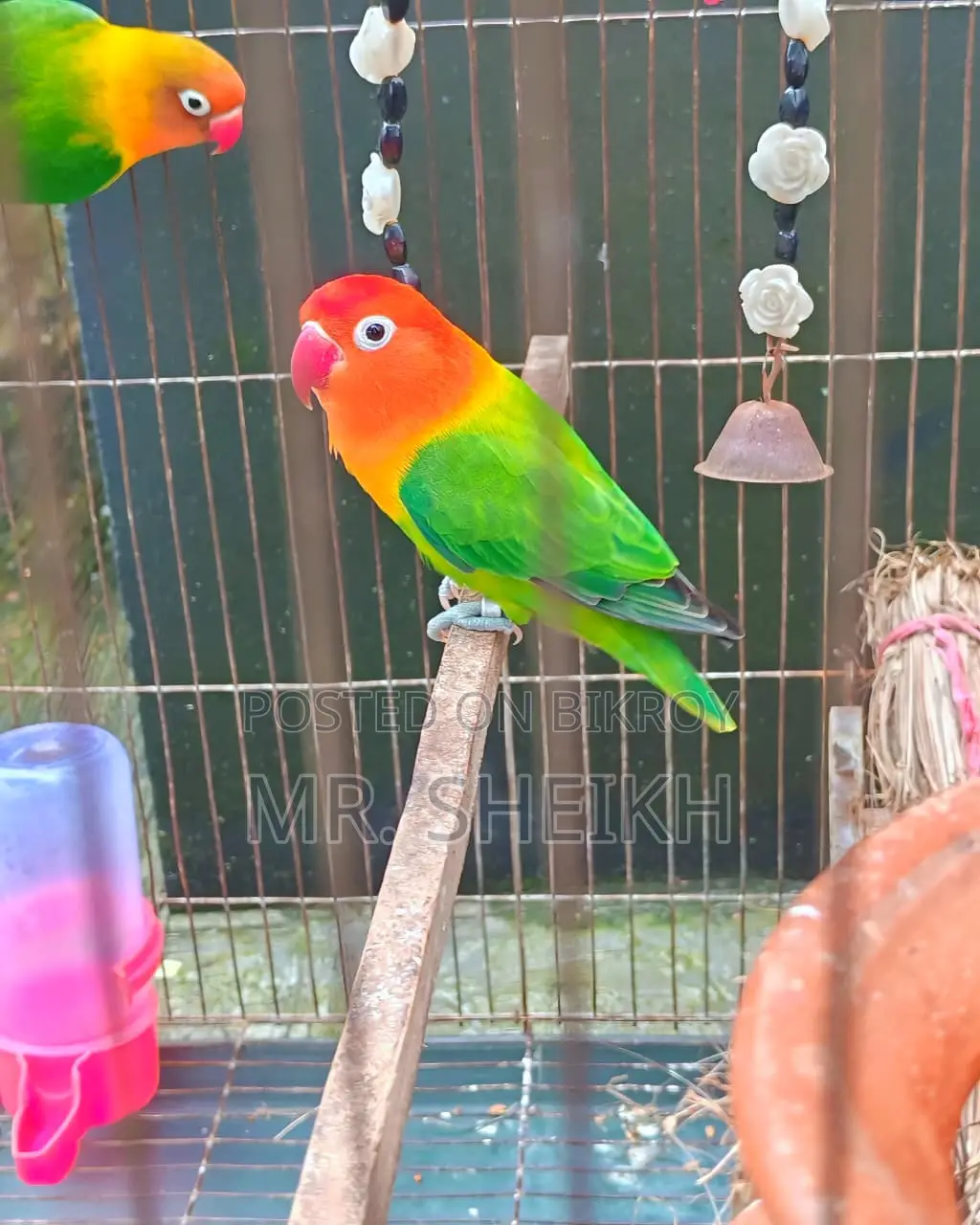 লাভবার্ডস জোড়া বিক্রয়ের জন্য