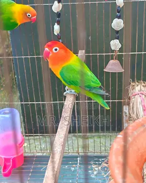 লাভবার্ডস জোড়া বিক্রয়ের জন্য