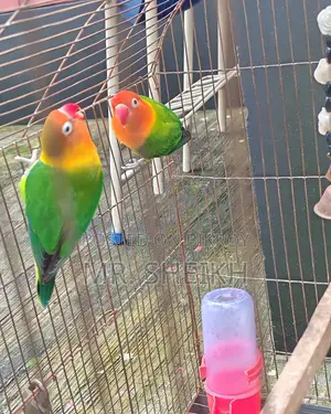 লাভবার্ডস জোড়া বিক্রয়ের জন্য