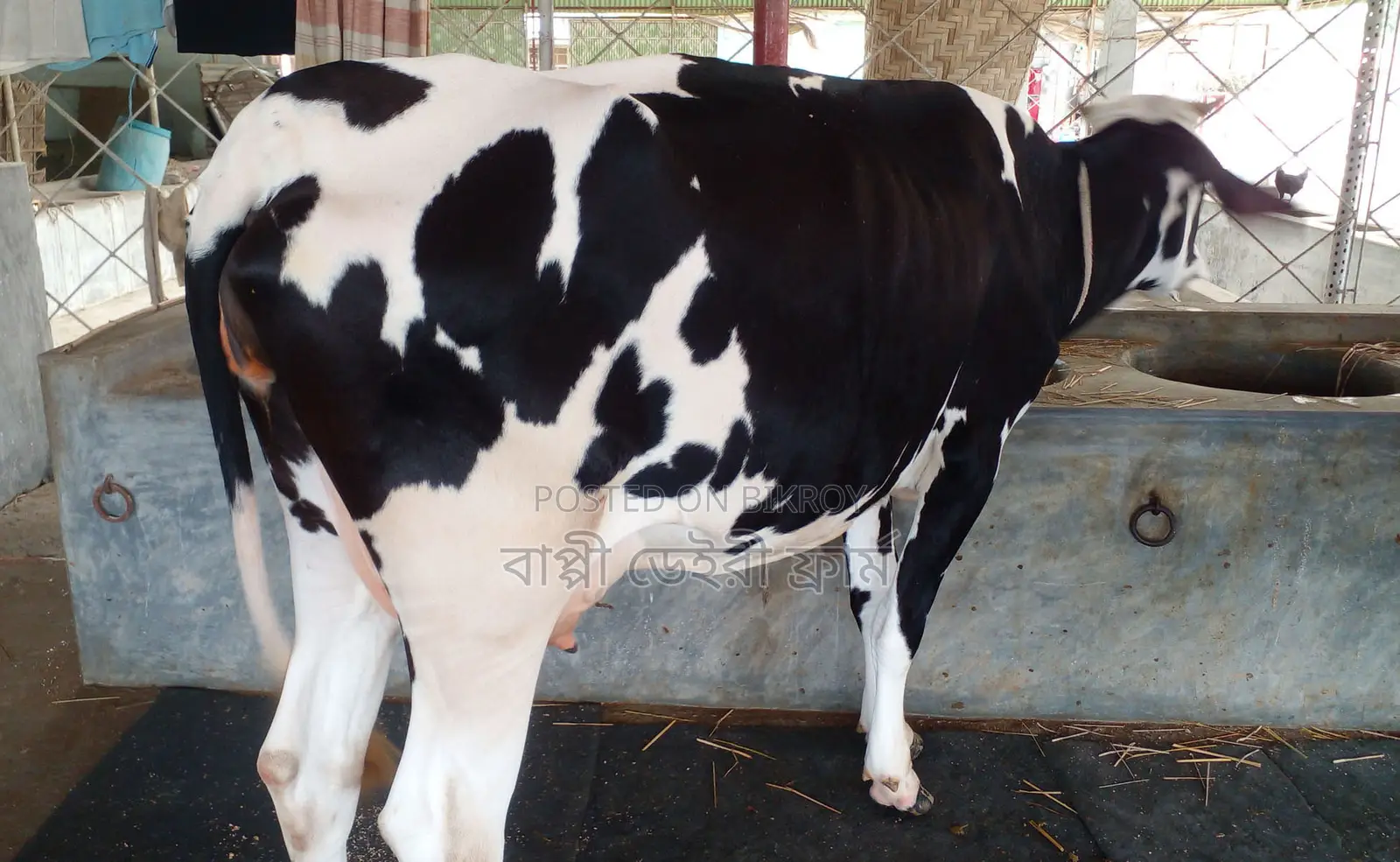 Buy a cow for rearing, serial number 1526.