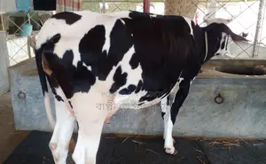 Buy a cow for rearing, serial number 1526.