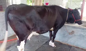 Cow number 1527.