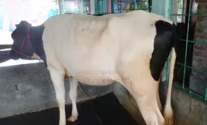 Heifer Cow No. 1528.