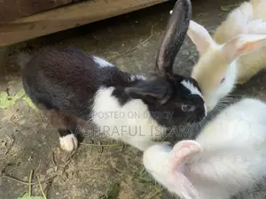 Selling rabbits at a low price