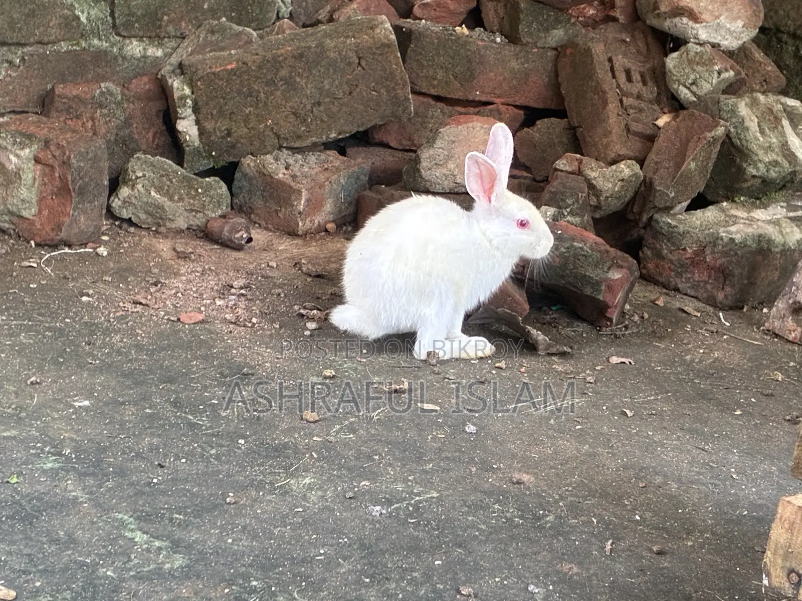 Selling rabbits at a low price