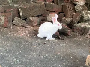 Selling rabbits at a low price