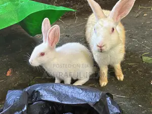 Selling rabbits at a low price
