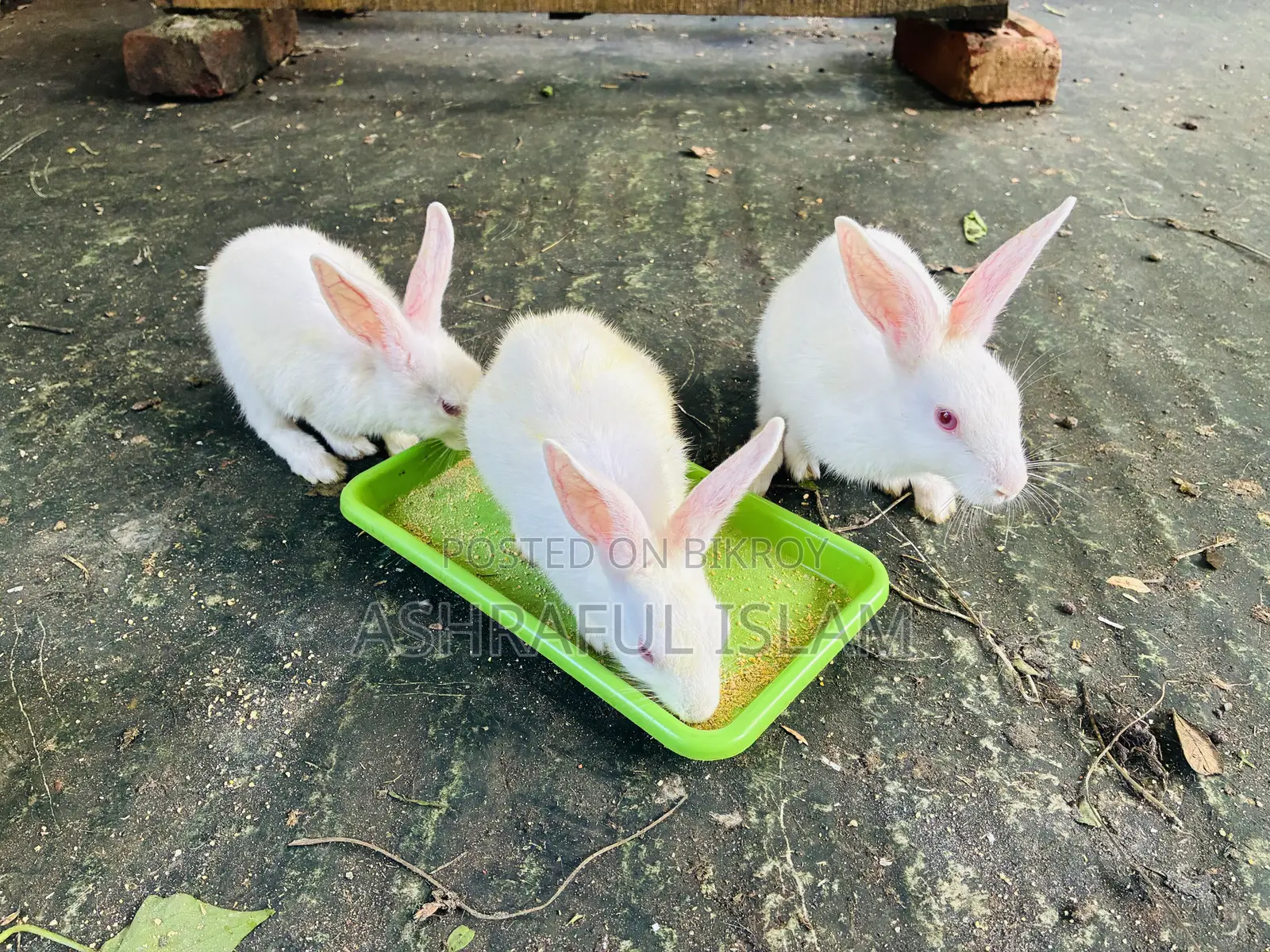 Selling rabbits at a low price