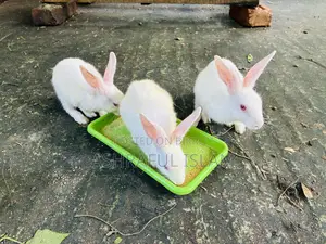 Selling rabbits at a low price