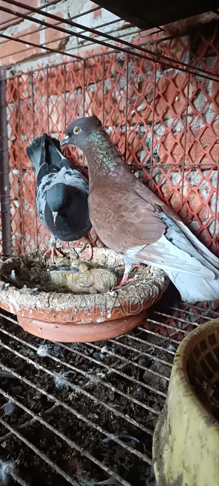 Homing Pigeon with Babies