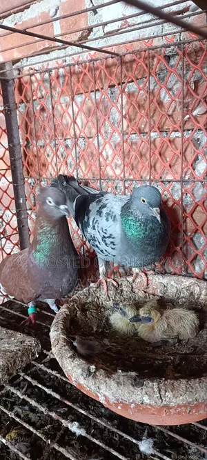 Homing Pigeon with Babies