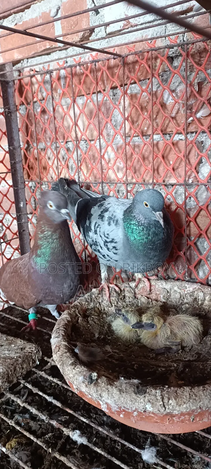 Homing Pigeon with Babies