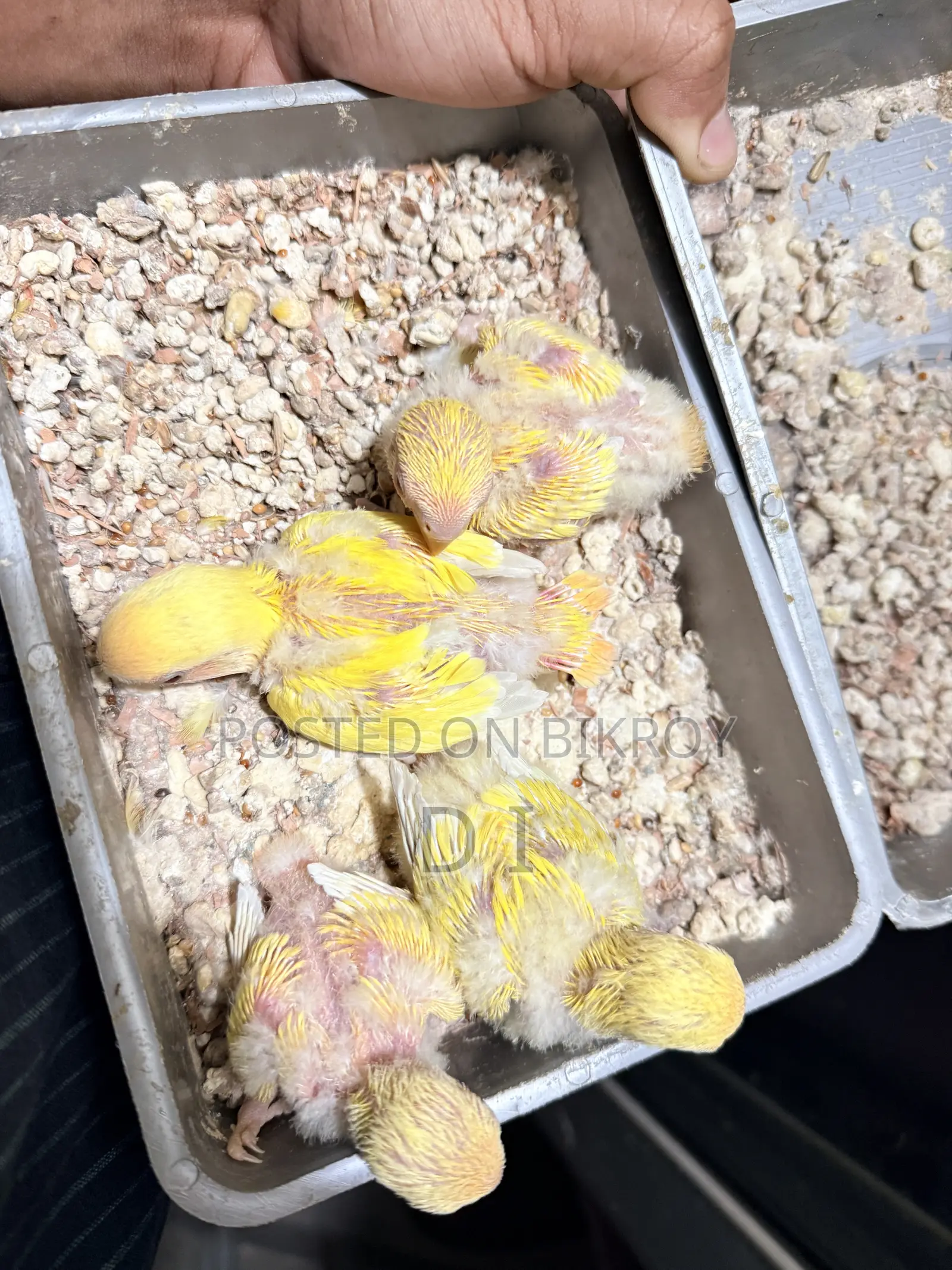 Cockatiel Lovebird