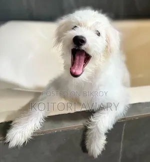 ৬-১২ মাস বয়সী পুরুষ বিশুদ্ধ জাতের লাসা আপসো