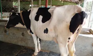Cow number 1529 is for sale.
