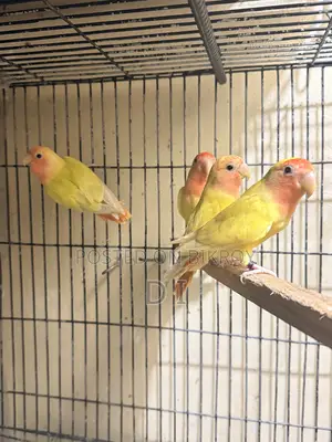 Cockatiel Lovebird