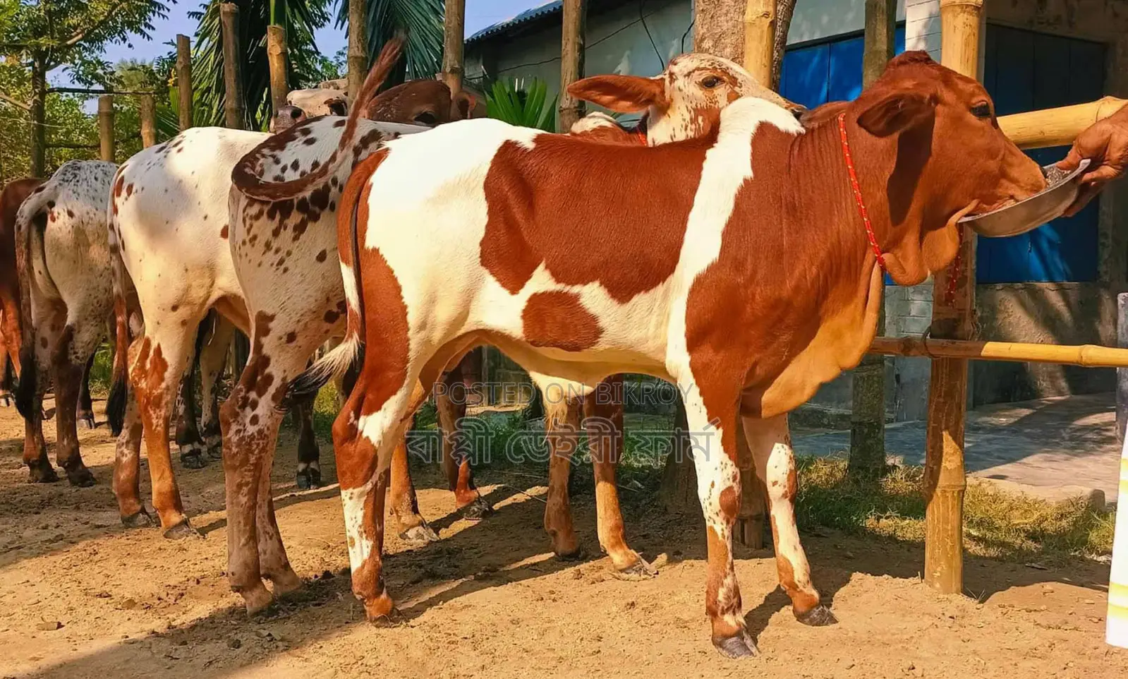 1530 selected improved breed 4 bull calves.