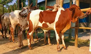 1530 selected improved breed 4 bull calves.