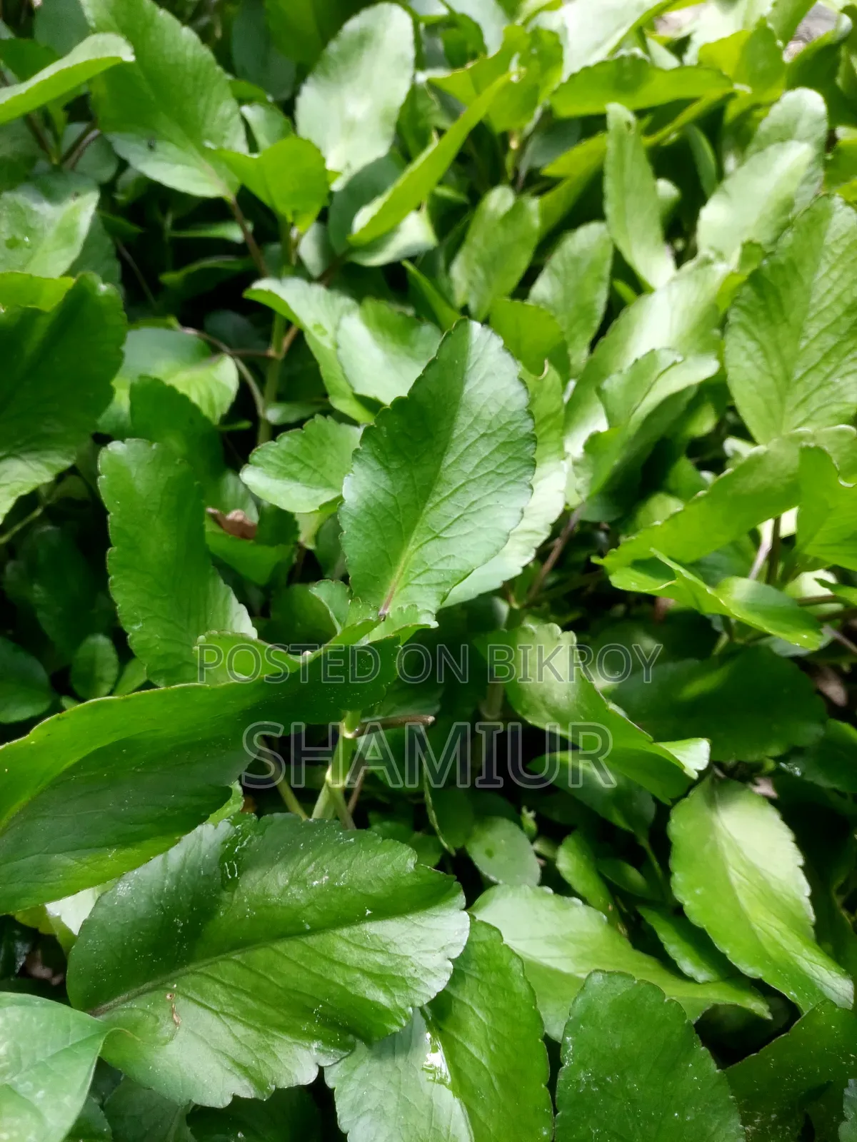 Pathorkuchi Plant