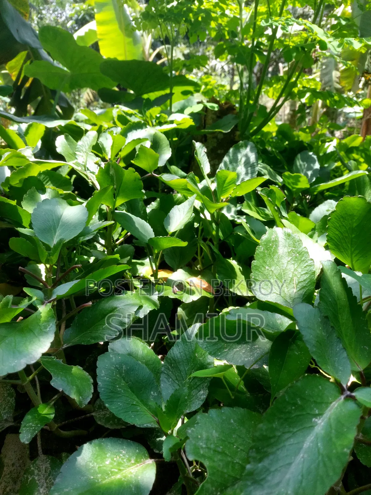 Pathorkuchi Plant