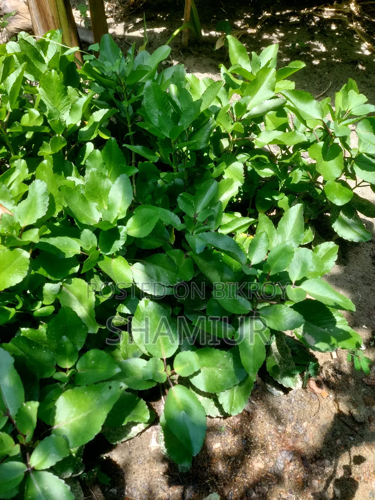 Pathorkuchi Plant
