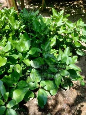Pathorkuchi Plant