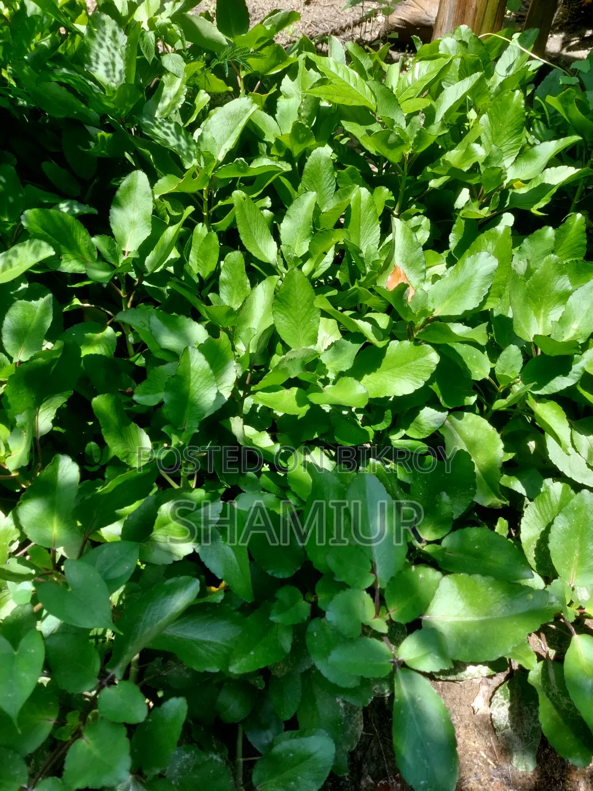 Pathorkuchi Plant