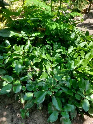 Pathorkuchi Plant
