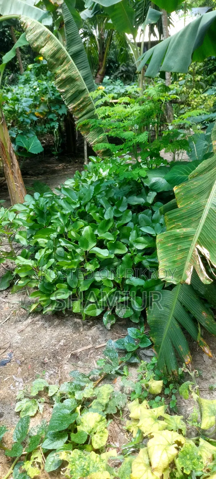 Pathorkuchi Plant