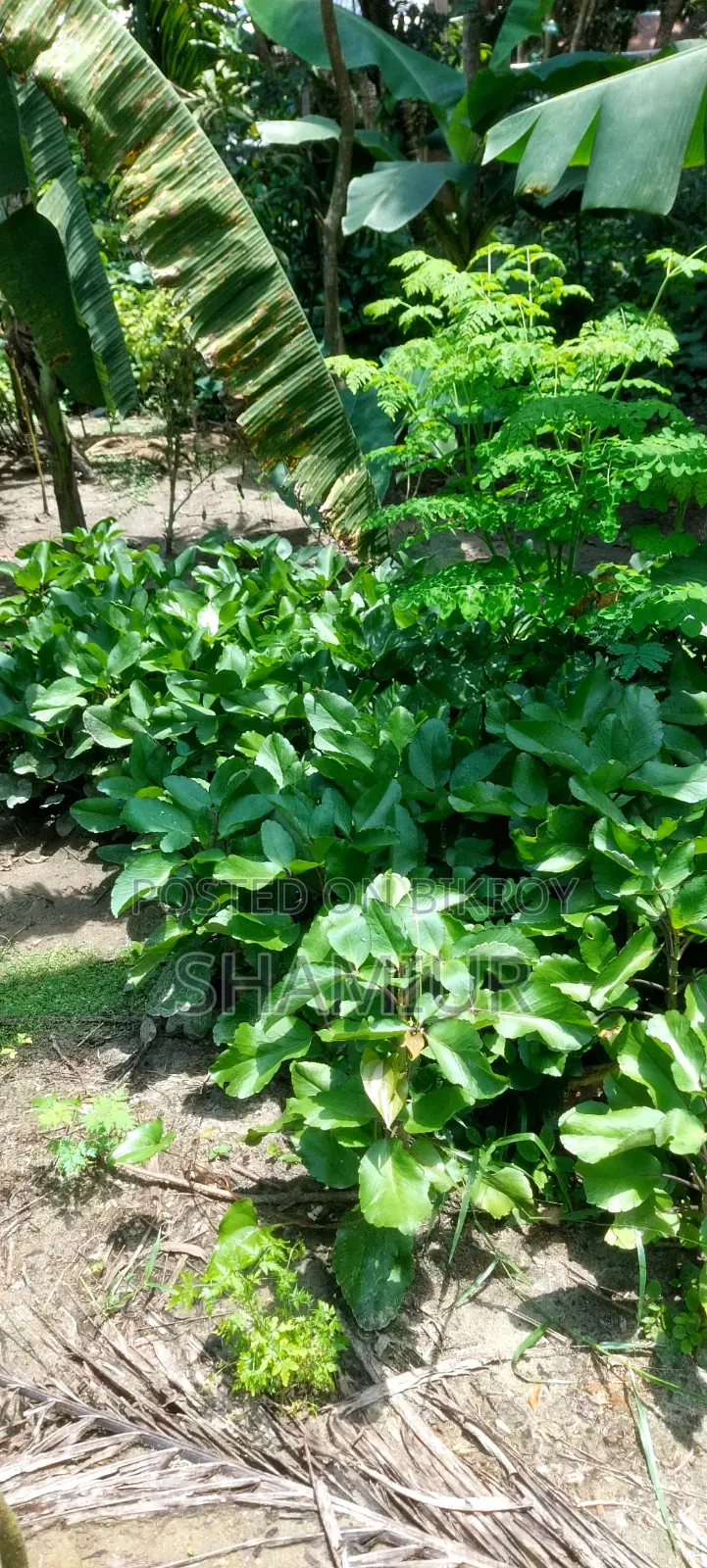 Pathorkuchi Plant