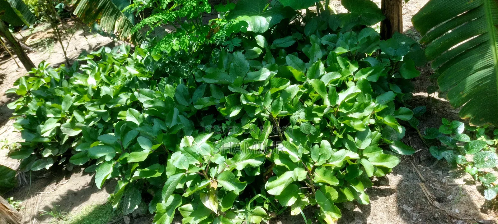 Pathorkuchi Plant