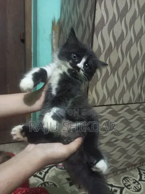 ১-৩ মাসের পুরুষ খাঁটি পার্সিয়ান