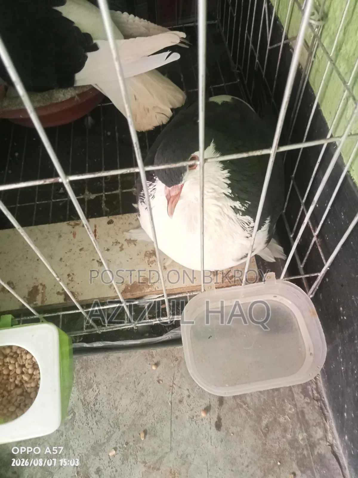 Running Shirazi pigeons for sale