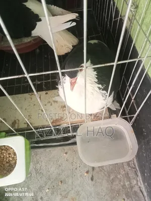 Running Shirazi pigeons for sale
