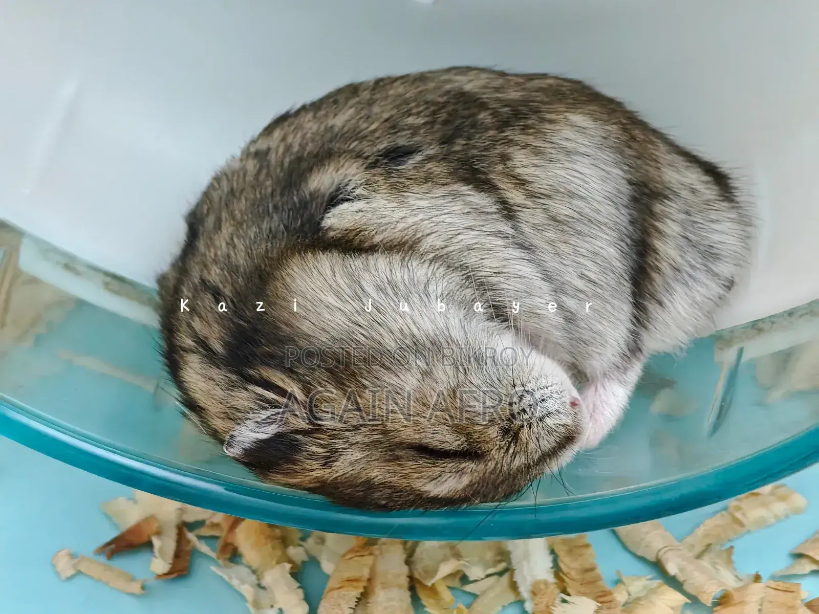 Winter Tiger Hamster for Sale!