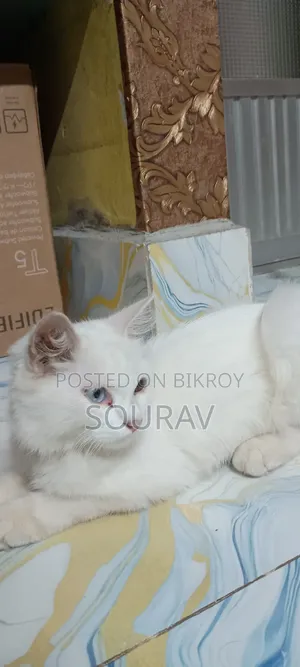 ১-৩ মাস বয়সী পুরুষ পিওরব্রেড পারসিয়ান