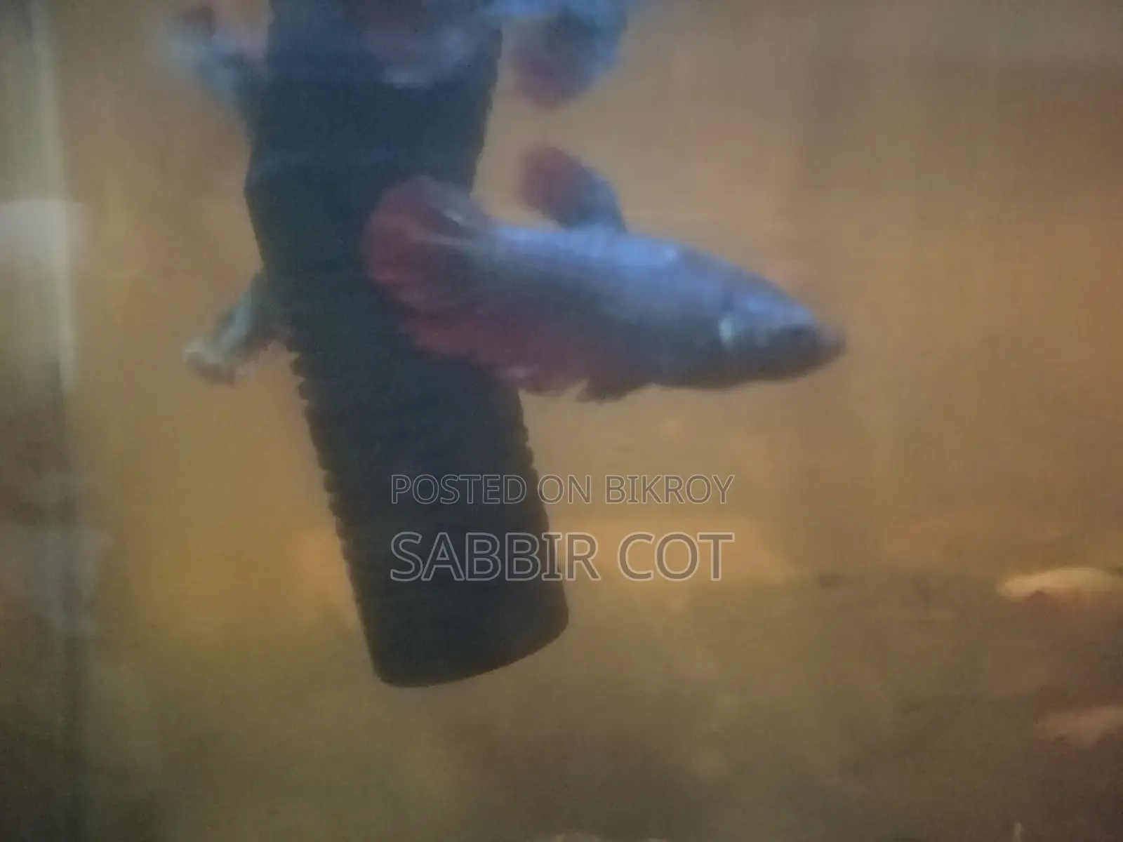 Galaxy Fighter Fish