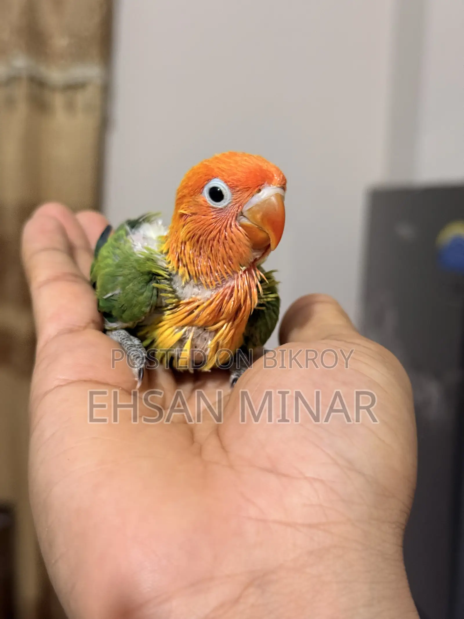 লাভবার্ড বেবি
