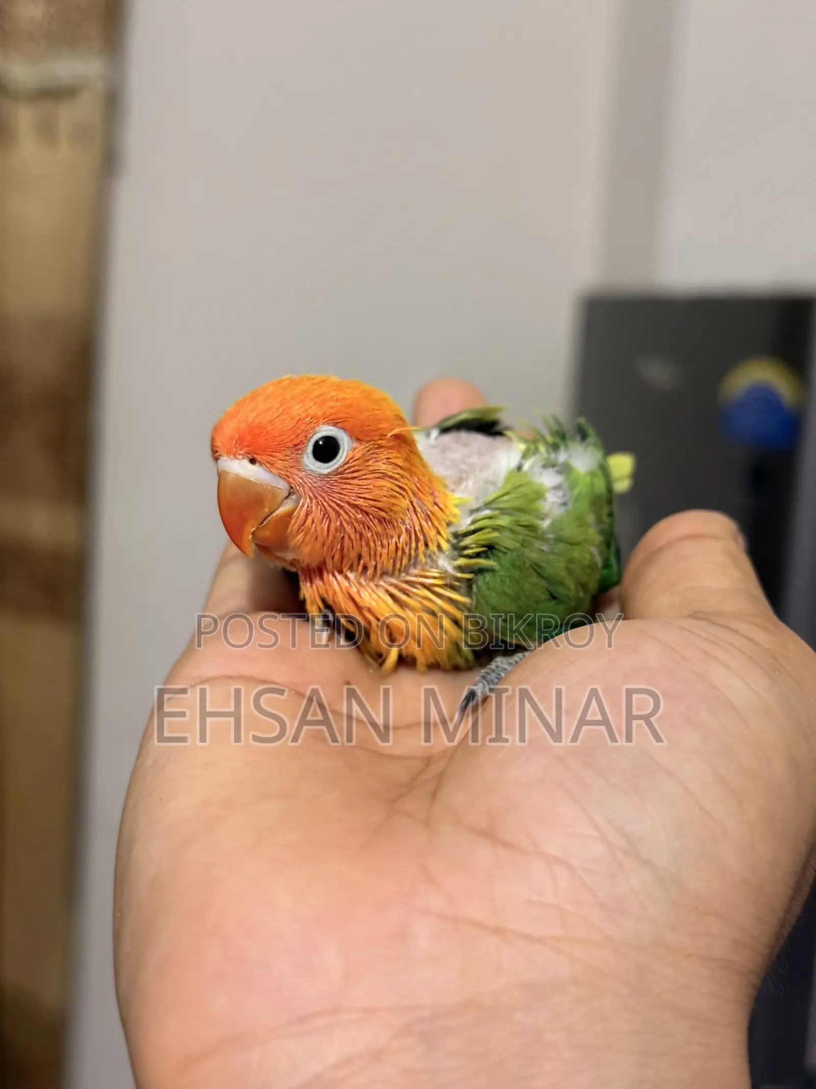 লাভবার্ড বেবি