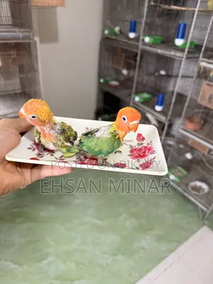 লাভবার্ড বেবি
