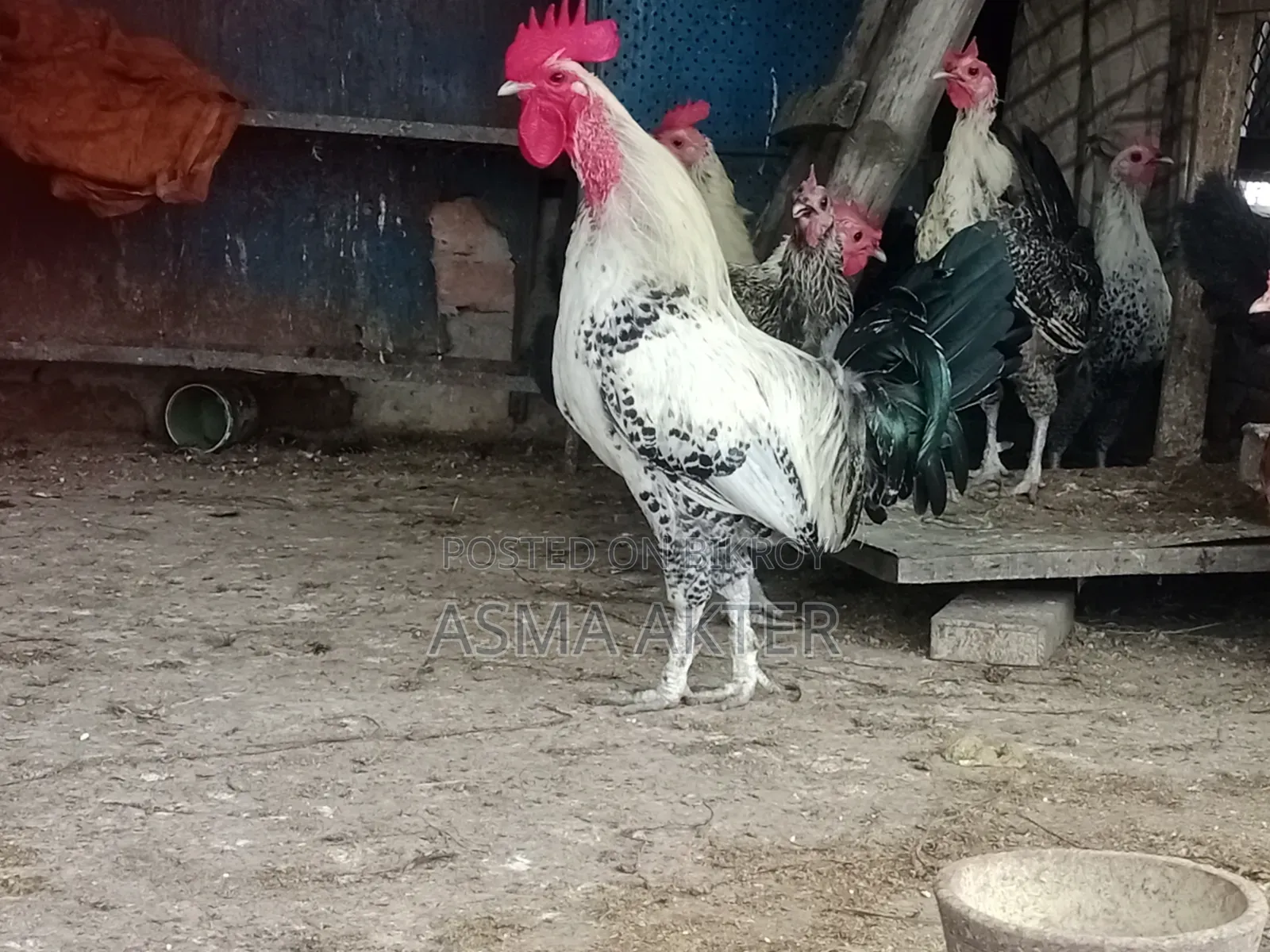 Fayoumi Rooster