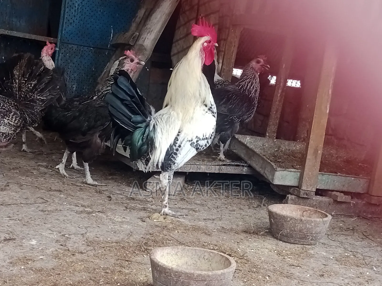 Fayoumi Rooster