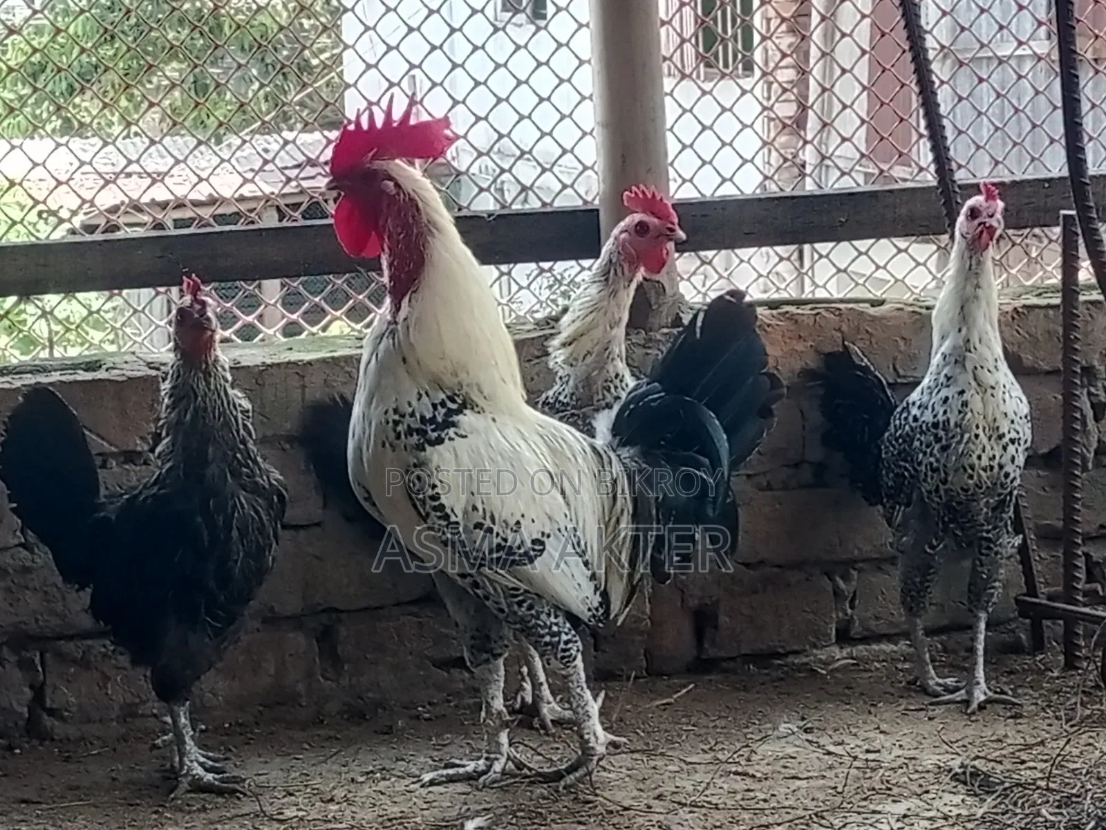 Fayoumi Rooster