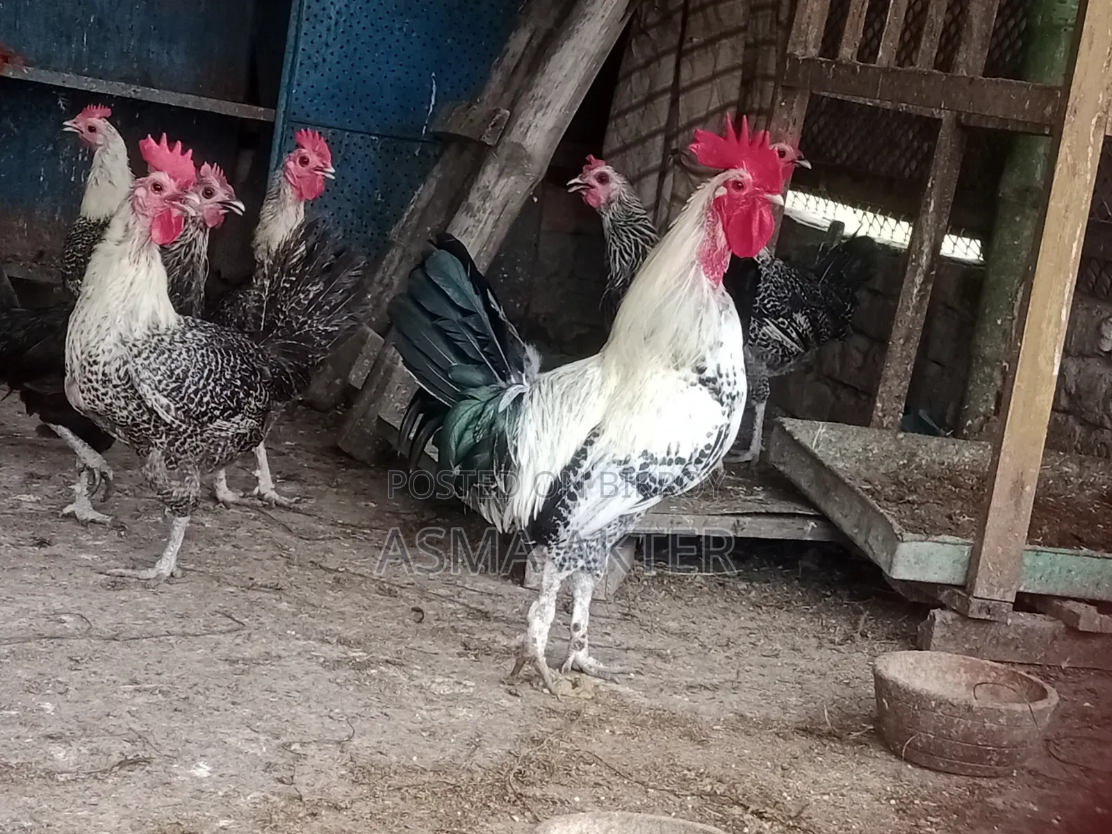 Fayoumi Rooster