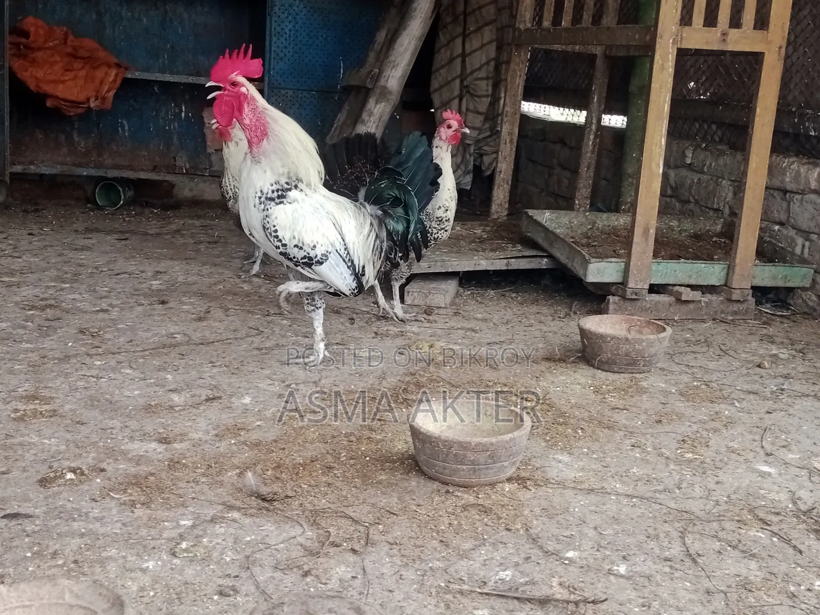 Fayoumi Rooster