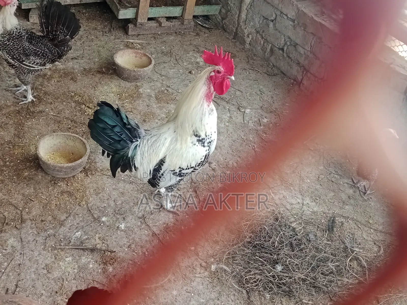 Fayoumi Rooster